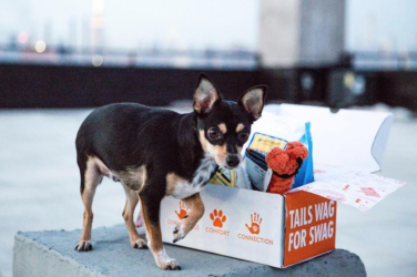 best dog toys